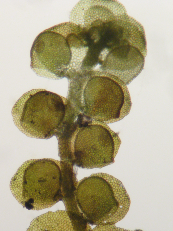 Frullania oakesiana